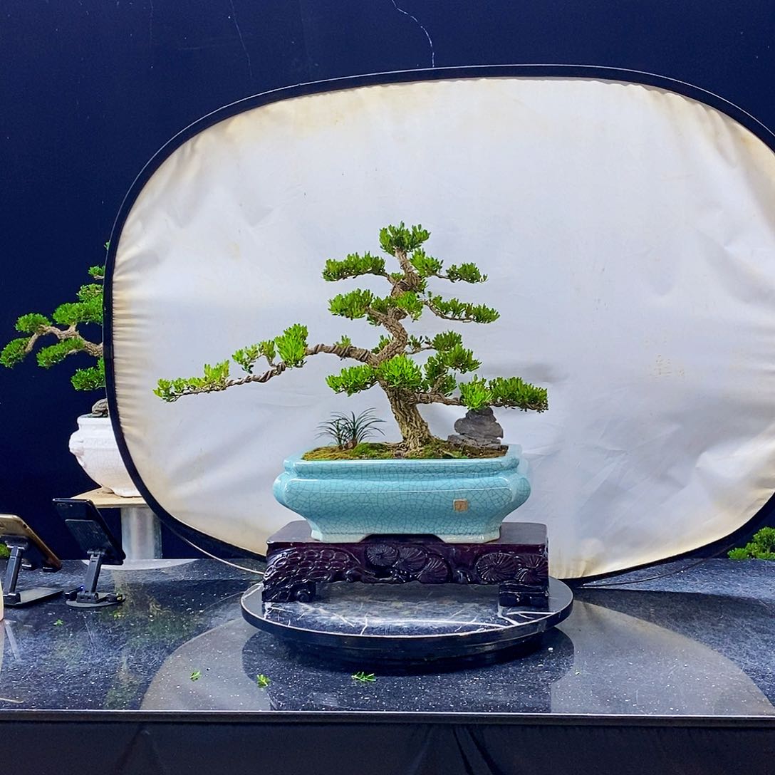 无花朵黄杨盆景造型