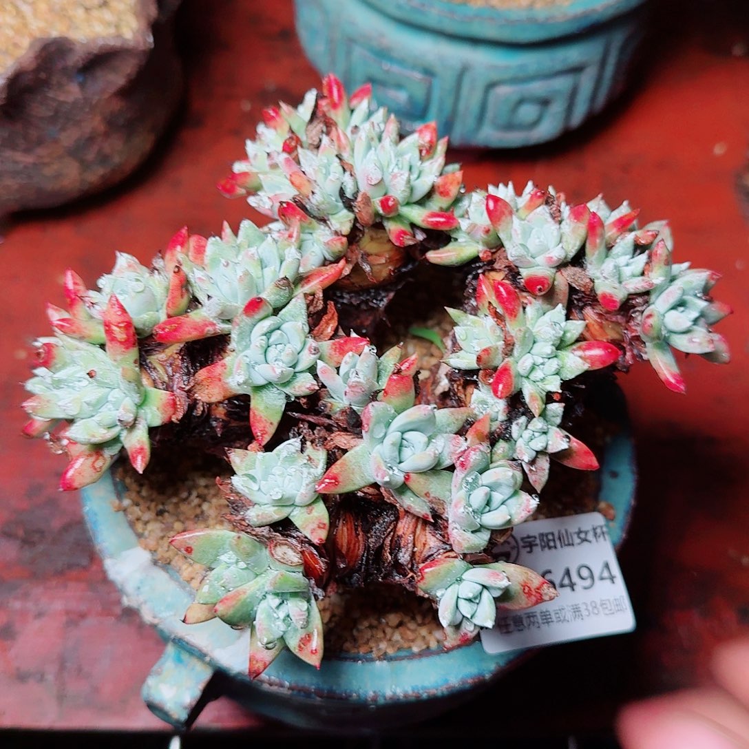 6494刘丹白毫白菊多肉