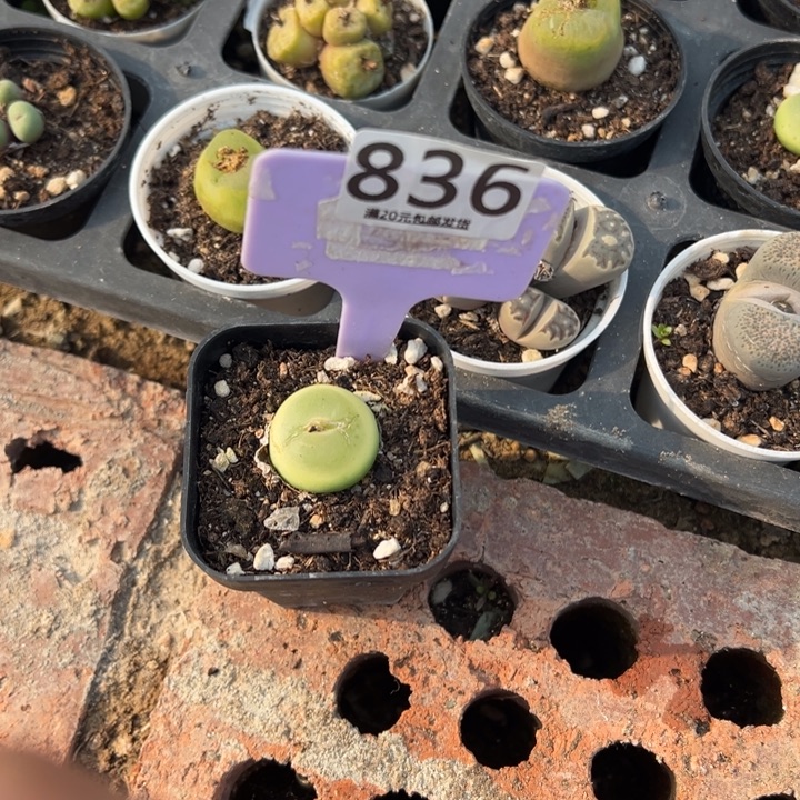 毛***琳生日快乐哈哈哈哈哈836