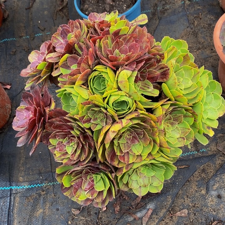 完全开放花月夜多肉1颗多肉