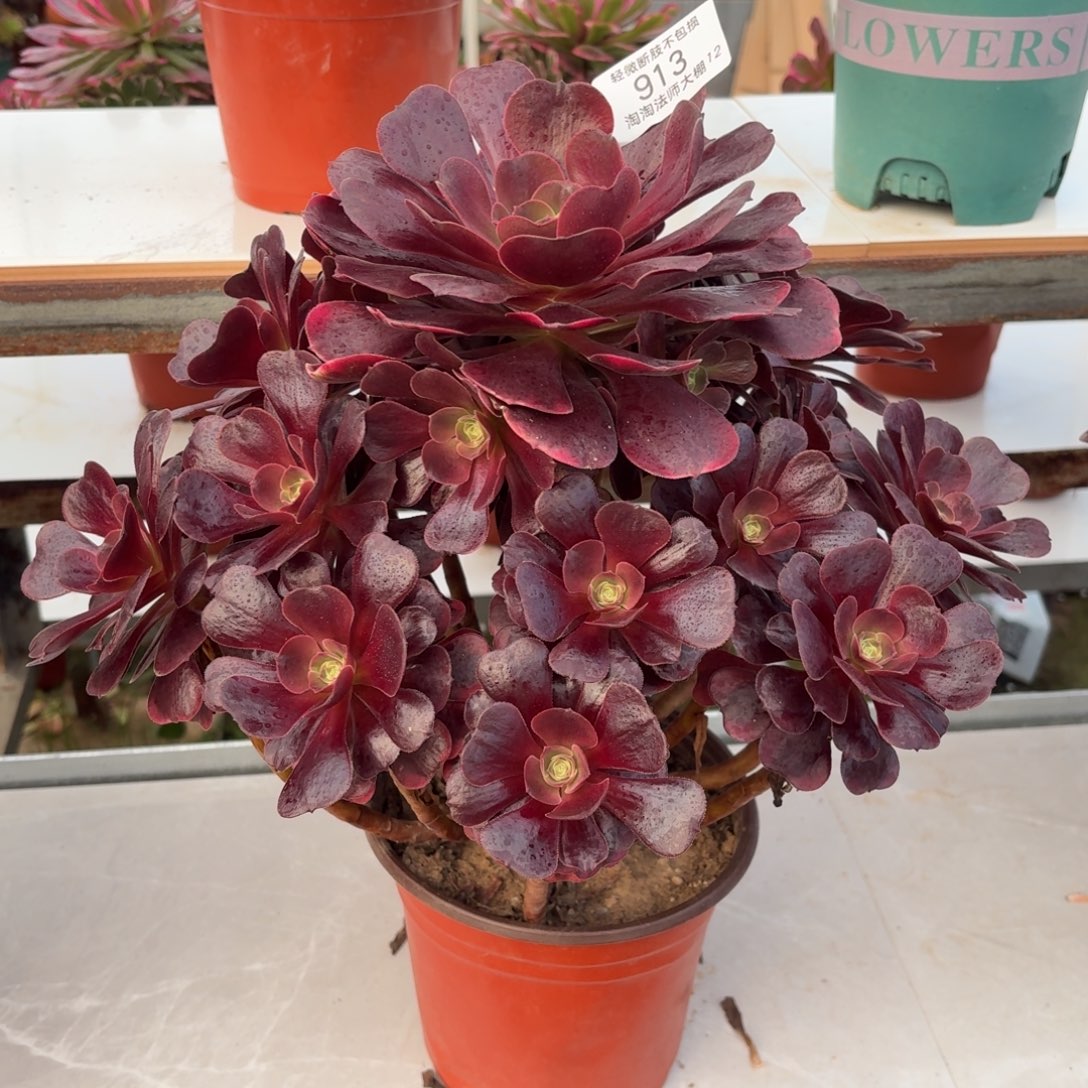 913爱神多肉植物法师