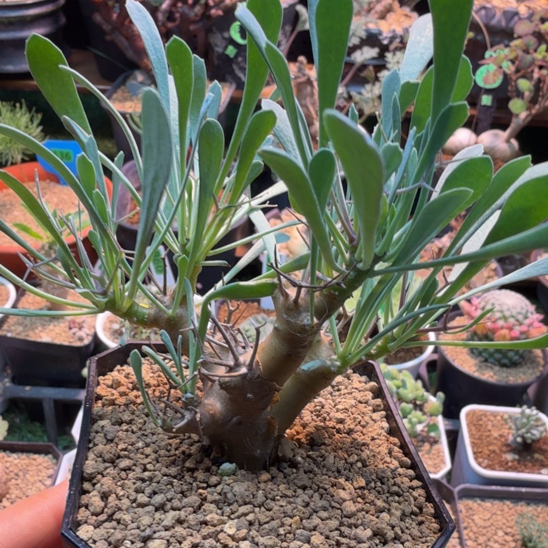 黑鬼殿110 仙人球