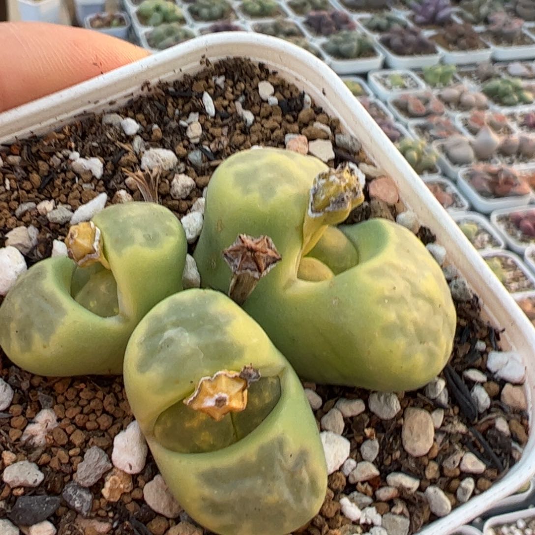 特价绿神迪多肉植物百科