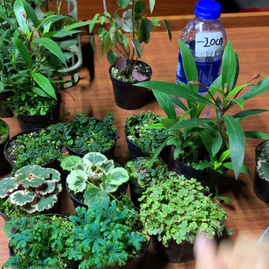 当前无花朵，栽培后可花朵12盆