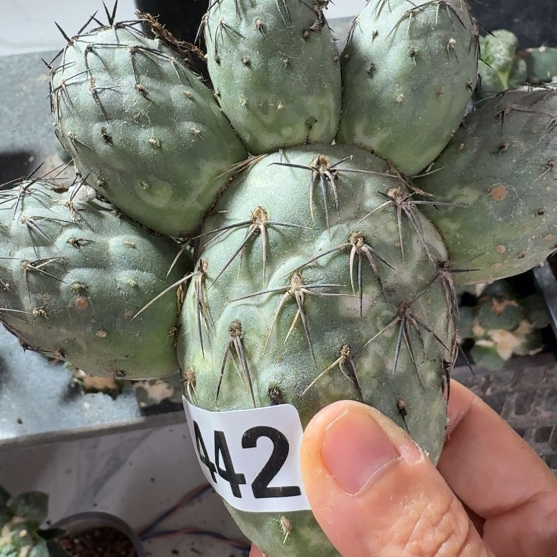 【闪购商品】无花朵G**W墨麒麟黑刺442