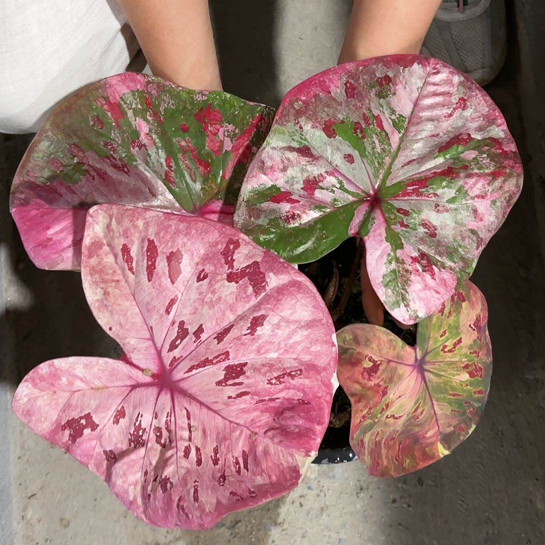 1003-0119Rose彩叶芋泰国发货