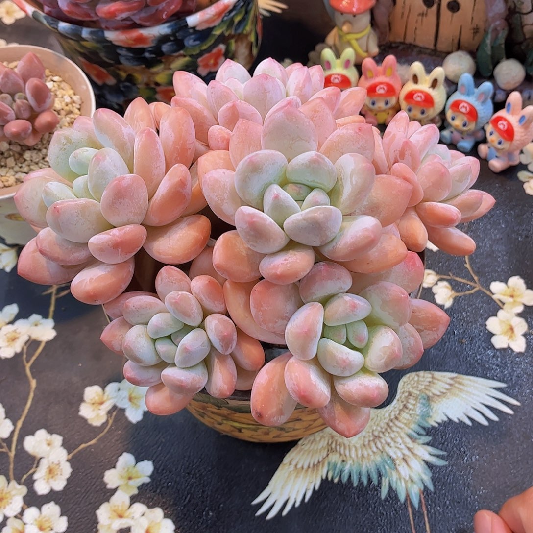 韩版丸叶香水多肉