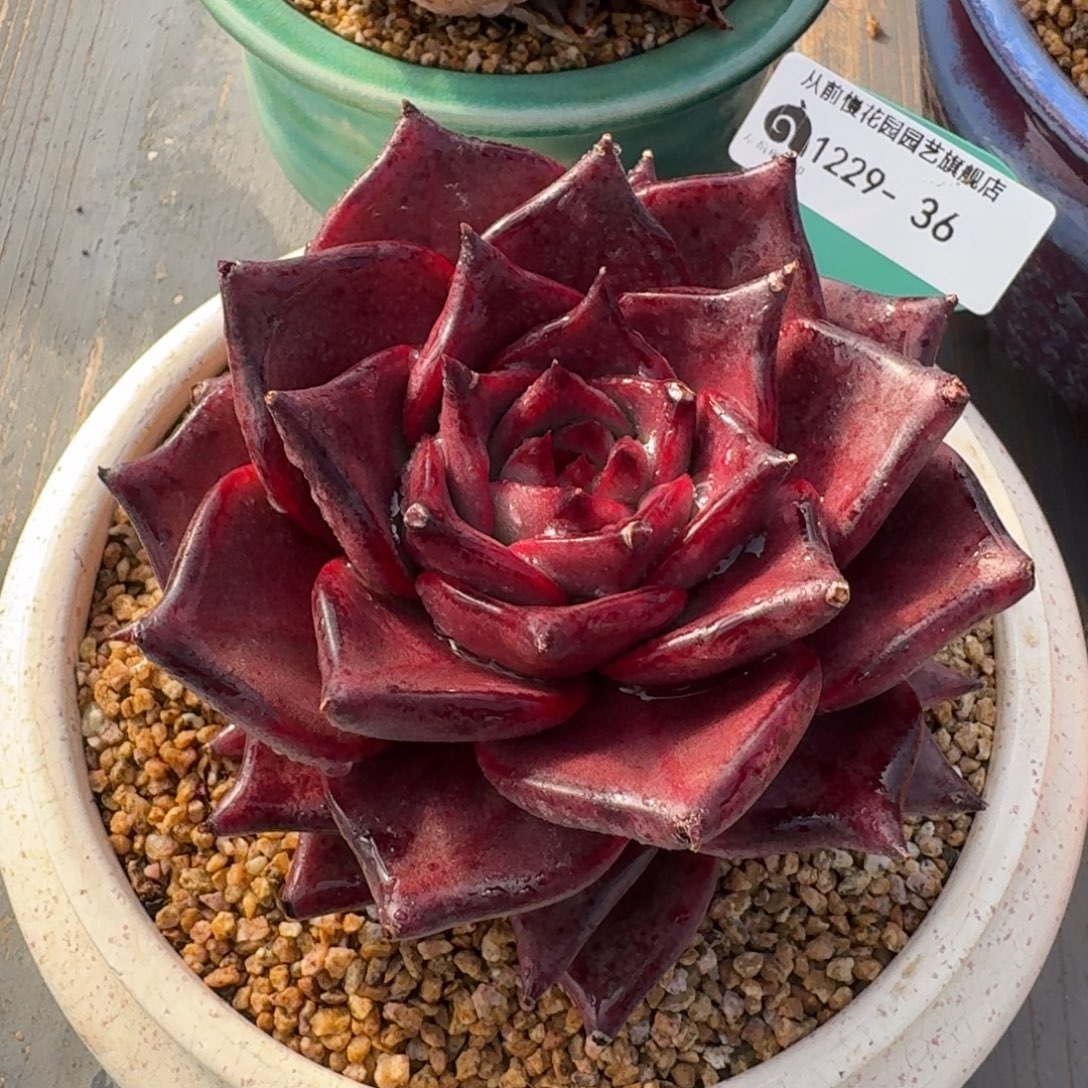 从前慢多肉精选编号1229.36