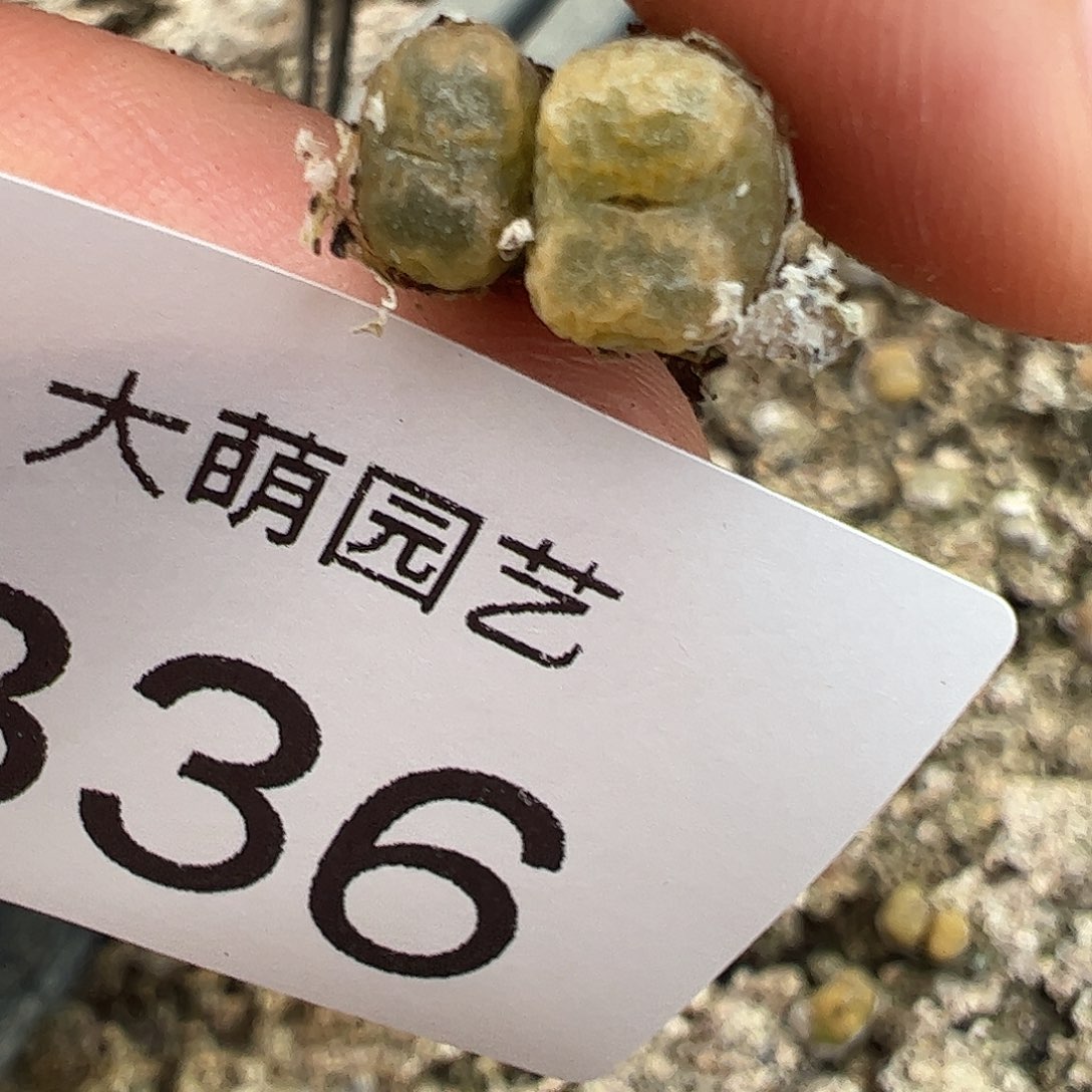 一物一拍MG1456.5黄绿冰珀火柴勋章336