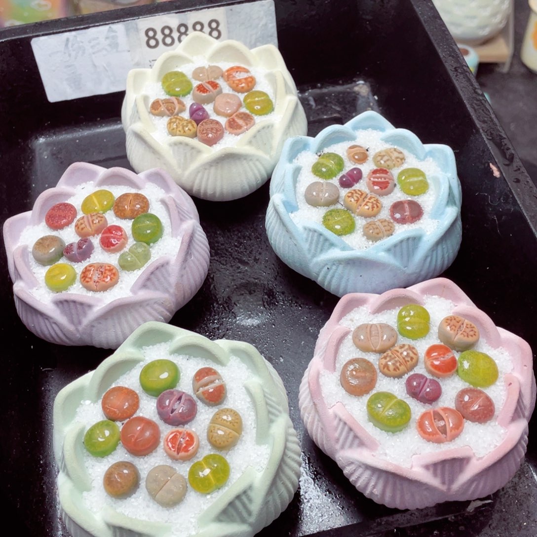 w88888莲花速干盆 一份一盆量拍