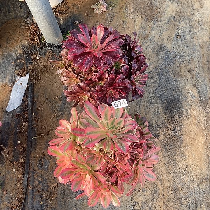 粉女巫蒙娜丽莎594多肉不包断