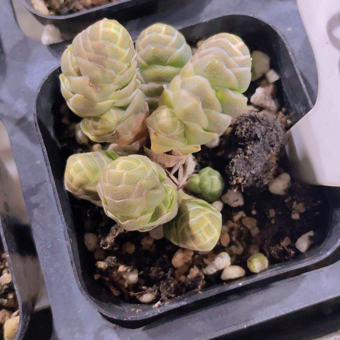 玉春a083一物一拍