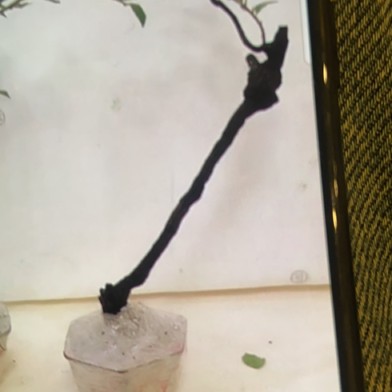 造型独特的金弹子老桩盆景