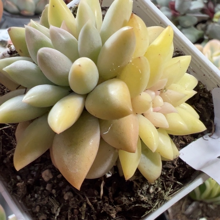 红蜻蜓锦多肉植物1102