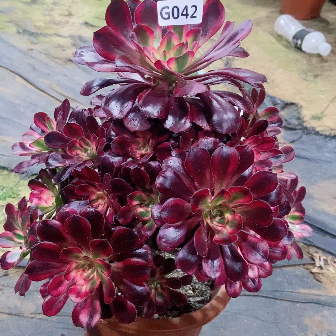 红陶042丽娜5多肉