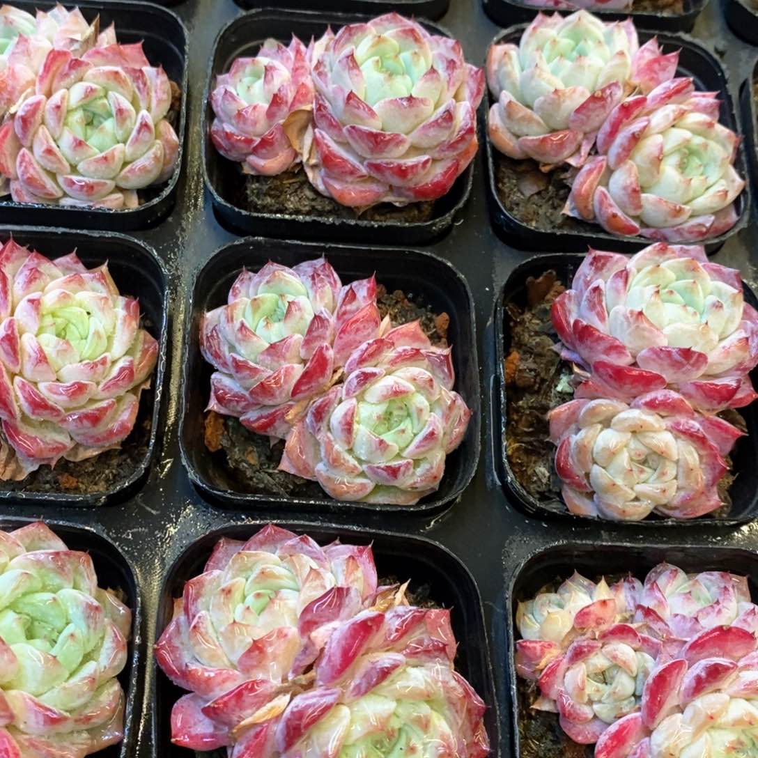 162。玫瑰糖。双头。