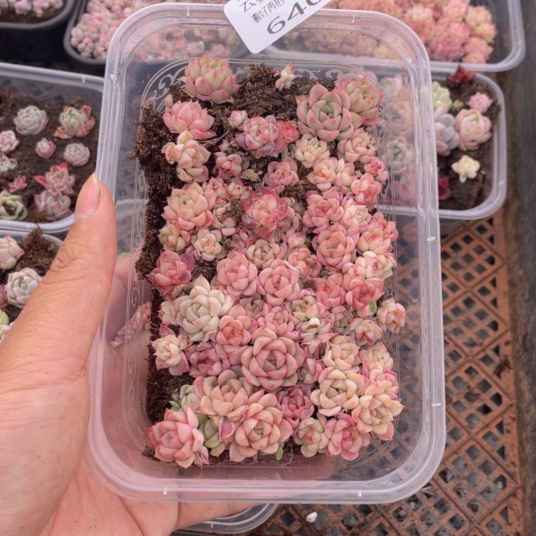 云糖心多肉植物640