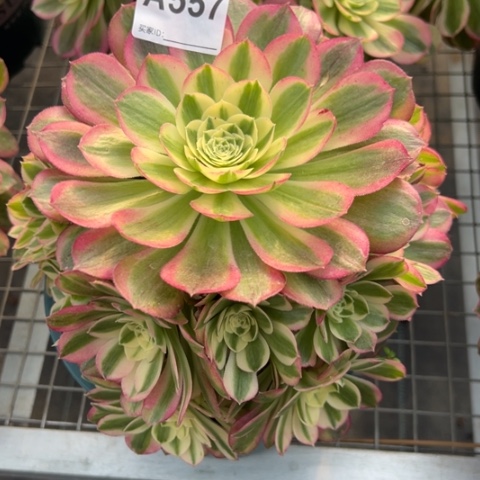 557玉姿20厘米左右