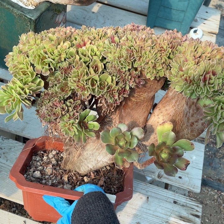 多肉植物和其他多种多样品种也会对身体