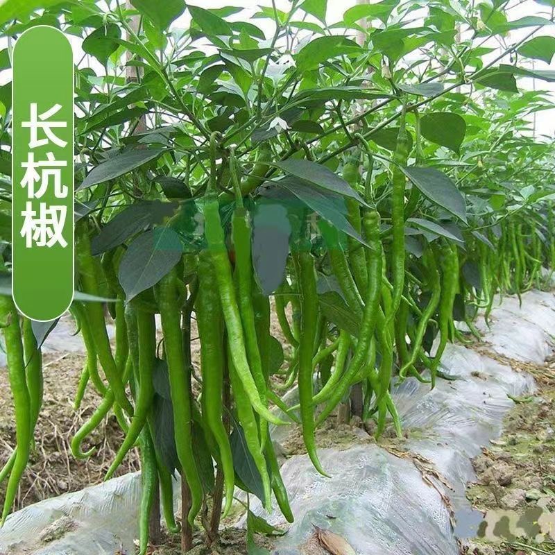 辣椒秧苗带土薄皮椒长线椒苗螺丝椒苗朝天椒苗牛角椒苗高产户外种