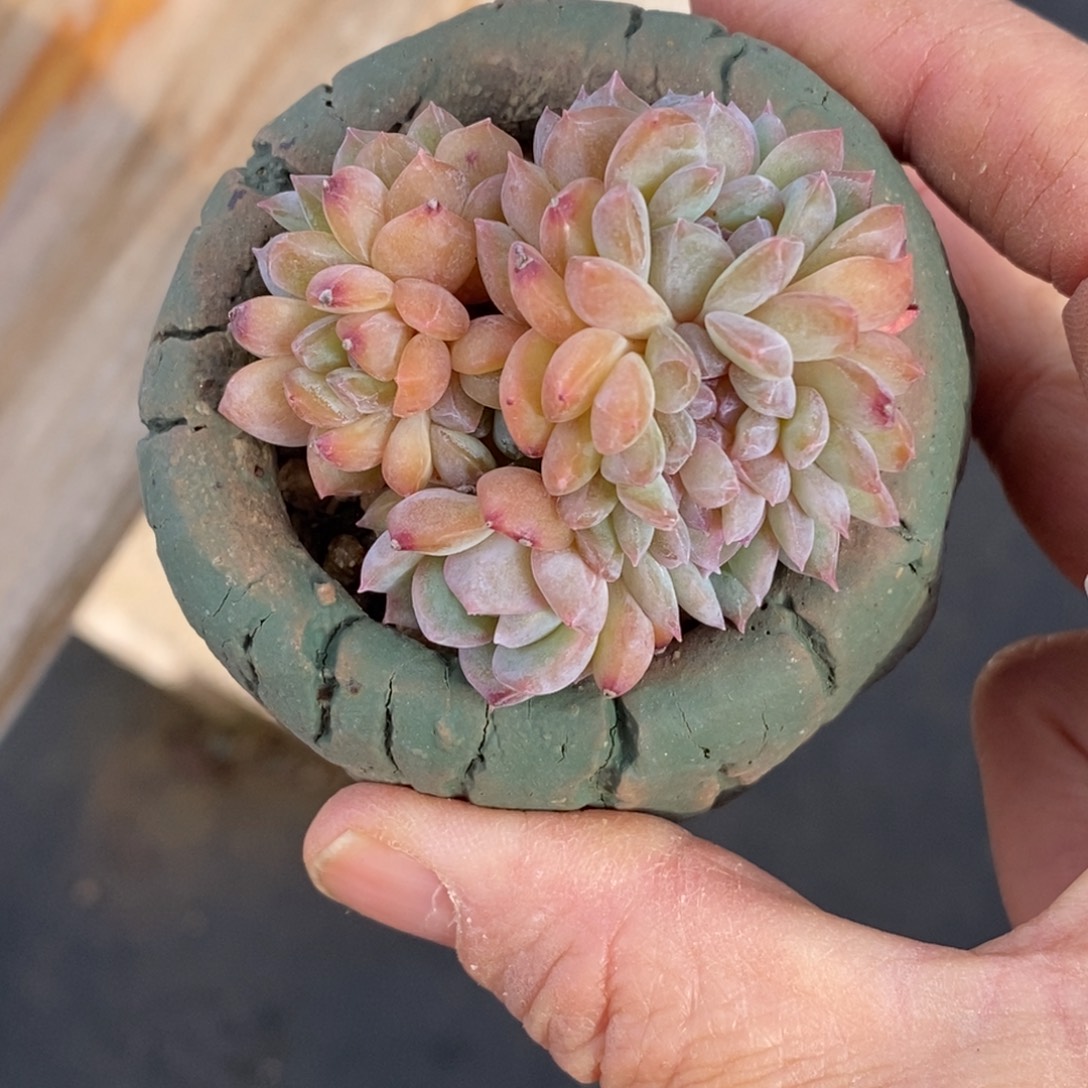 精品多肉一物一拍不包整276