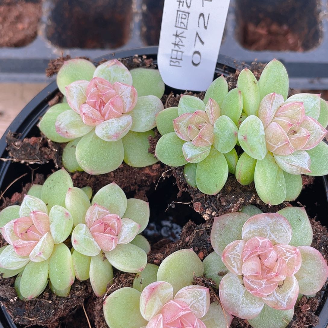 多肉植物多肉植物721