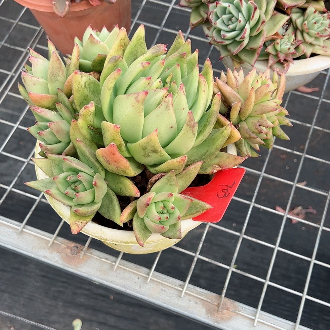 紫*703艾克魂多肉