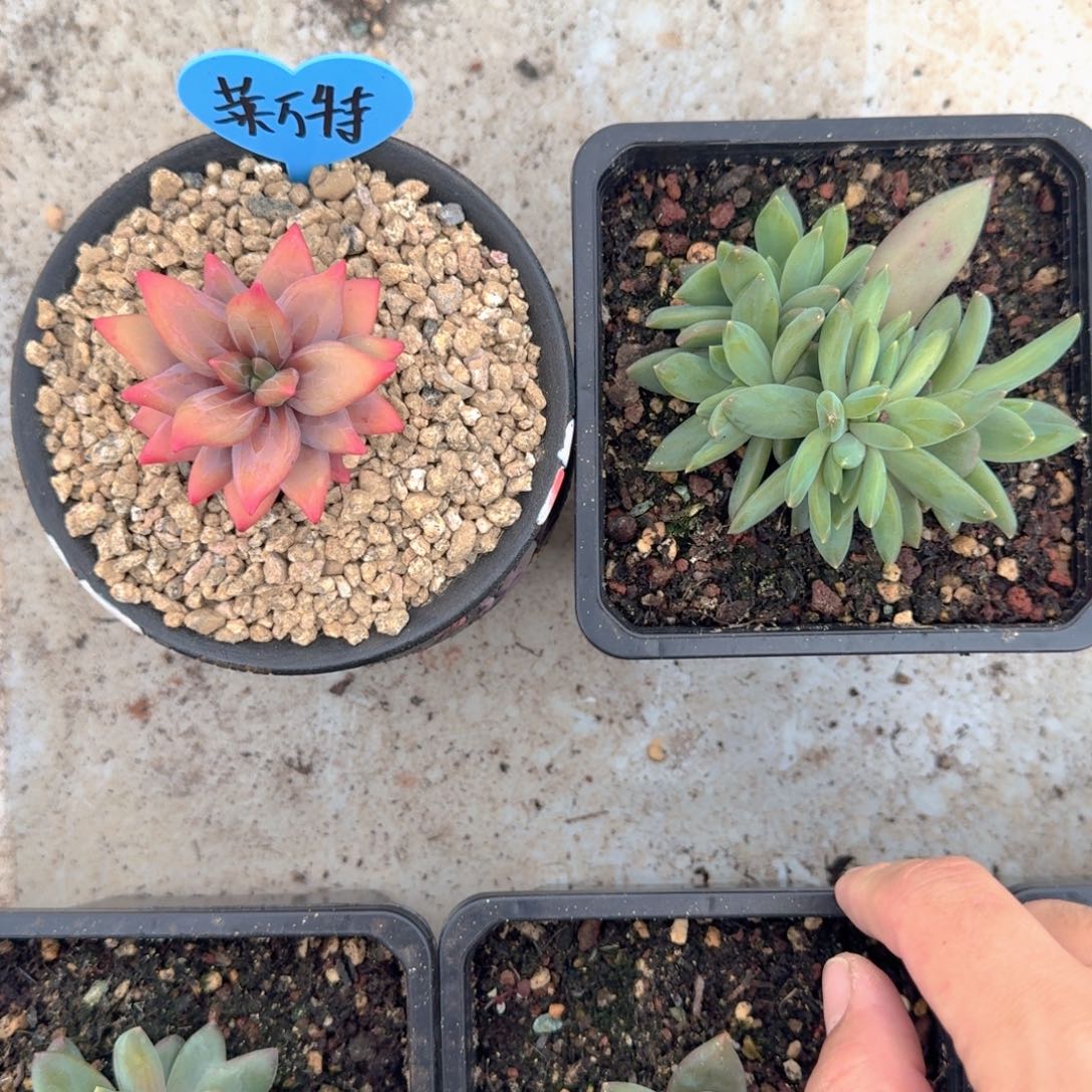 莱万特 群生  一物一拍