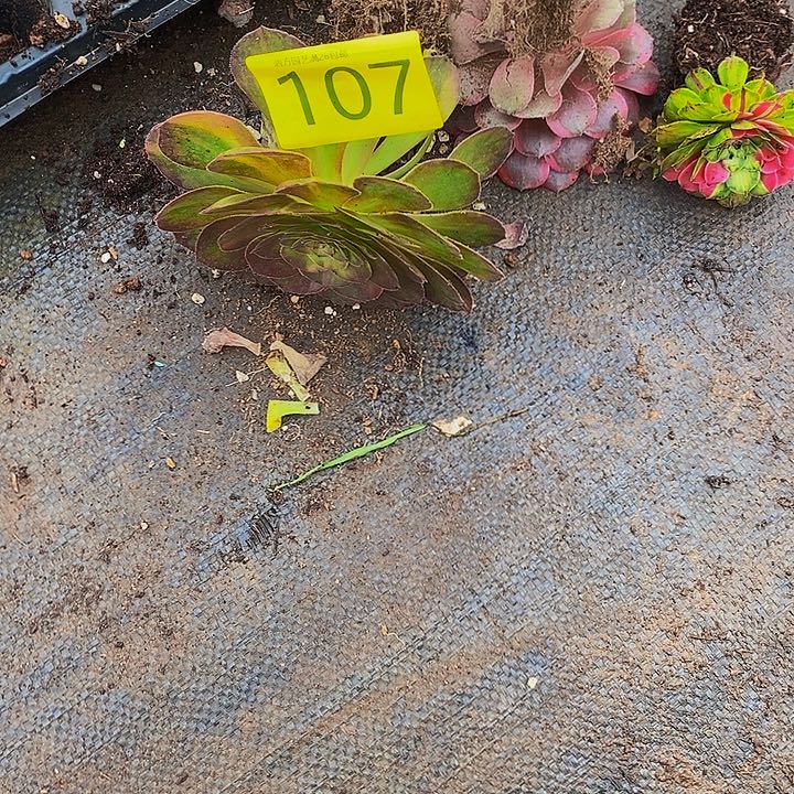 A****0104多肉植物三颗