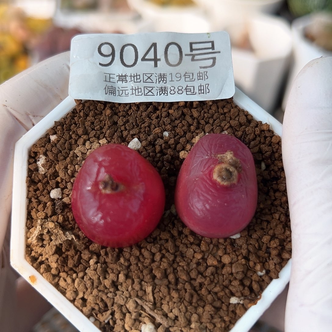 9040七年毛毛两颗2.2cm左右