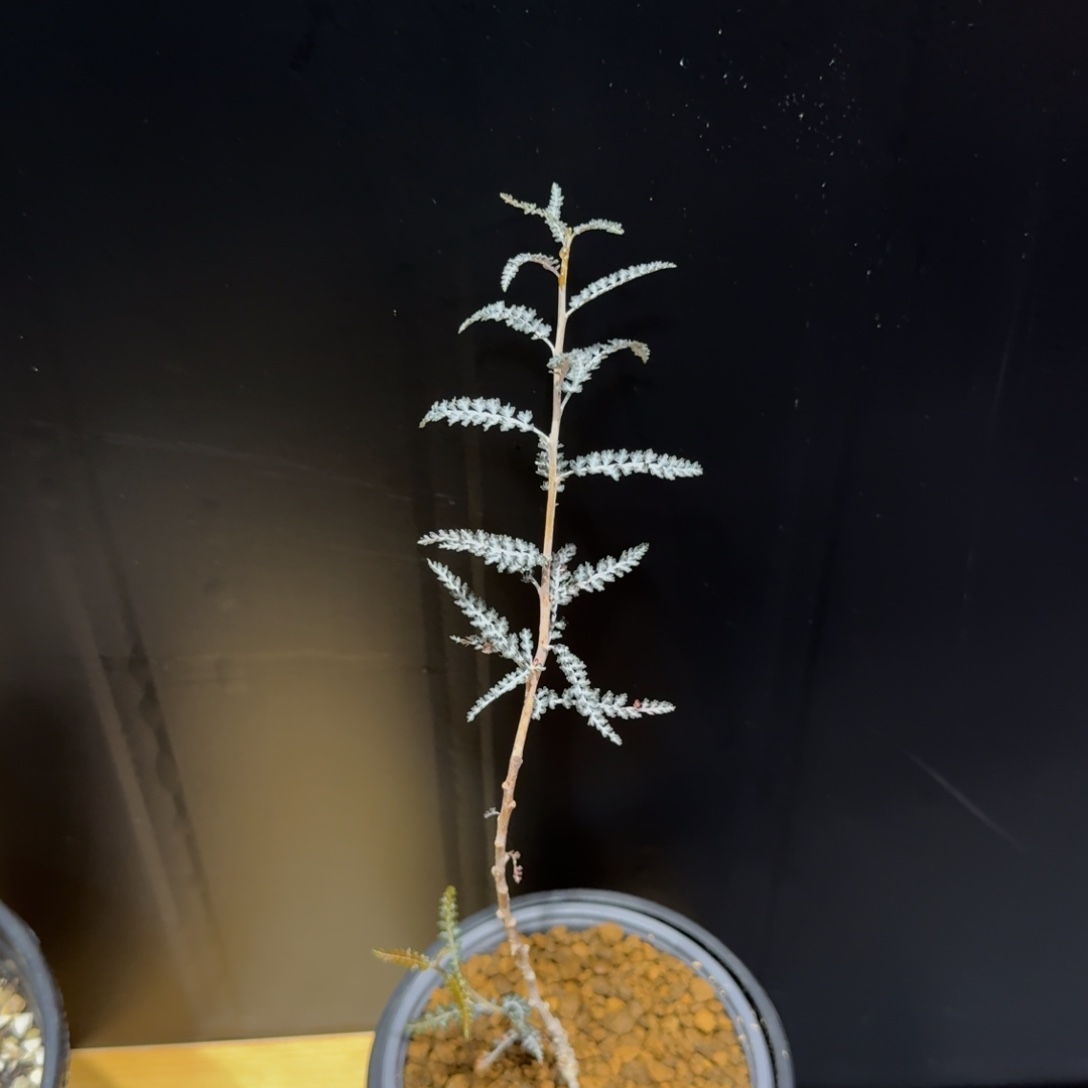 x***宵银叶索科特拉乳香