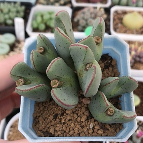 多肉肉锥 红边大将