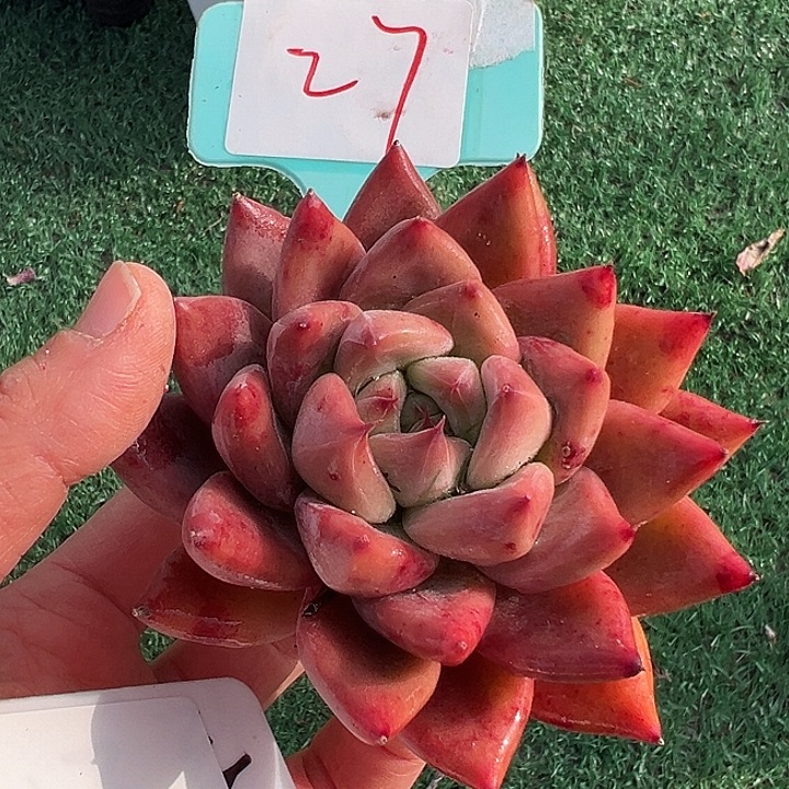 27圣美人一个脱土多肉 