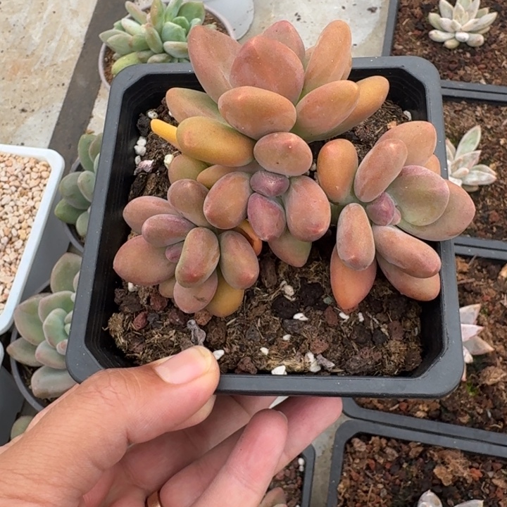 芒果奶 4头 一物一拍