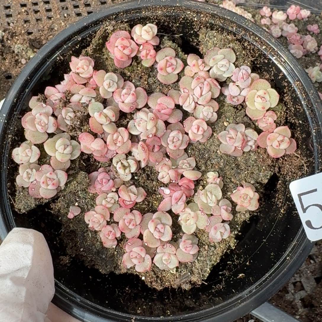 多肉植物多肉植物536