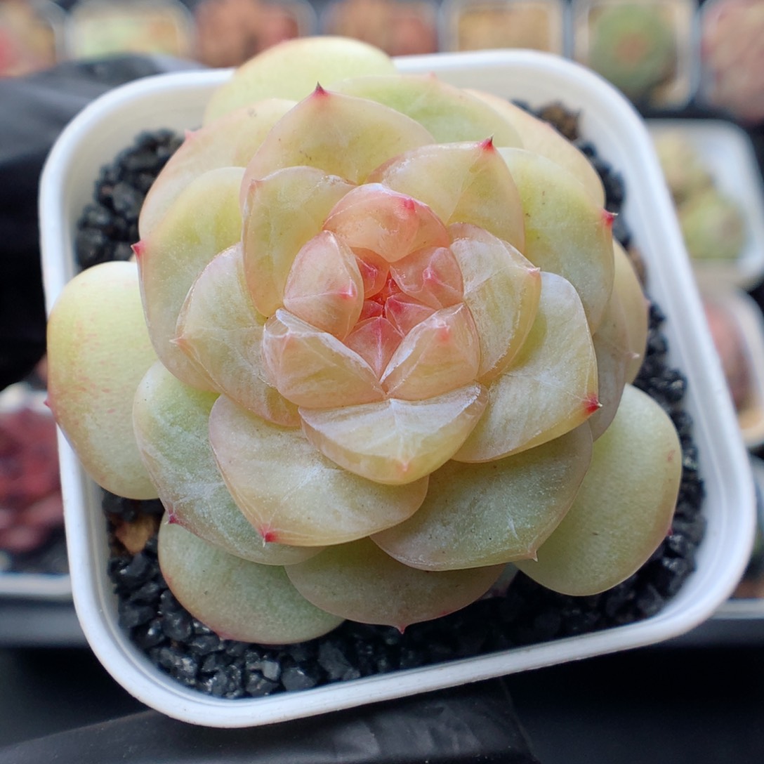 多肉植物。 糖心44