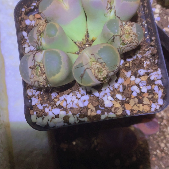 1454565555658664864566657966