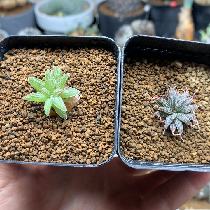 短叶块根寿母本带盆