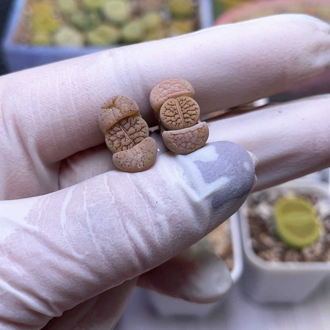 277号 线招福…………