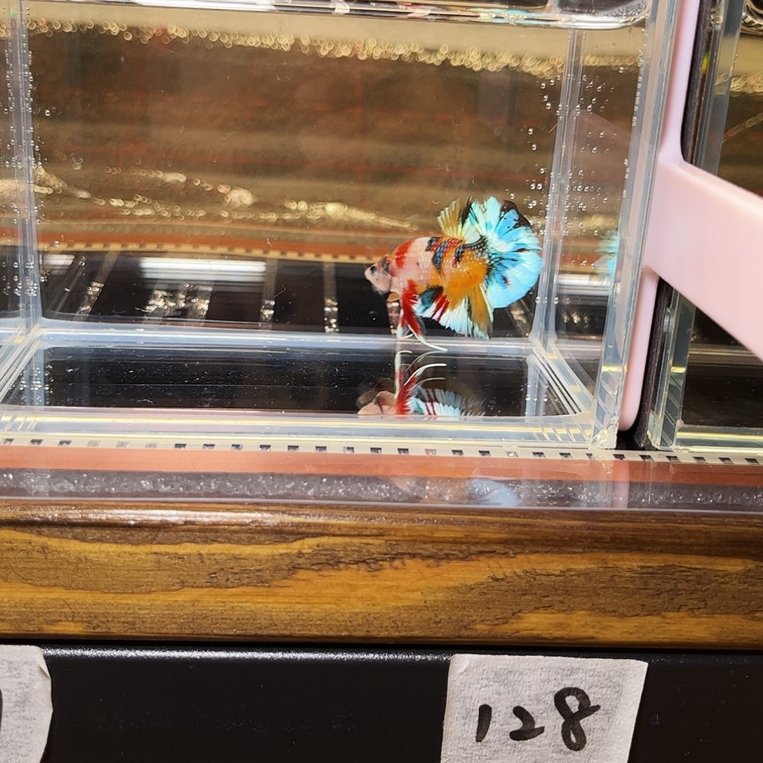 想***懒海水鱼宙斯斗鱼竞拍精品12-22
