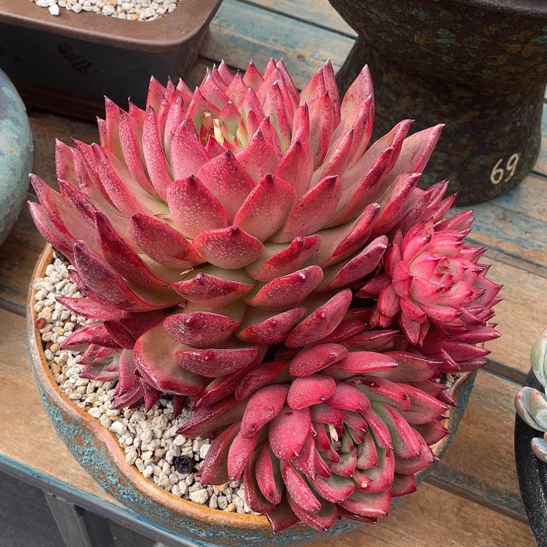 普斯卡多肉植物多肉