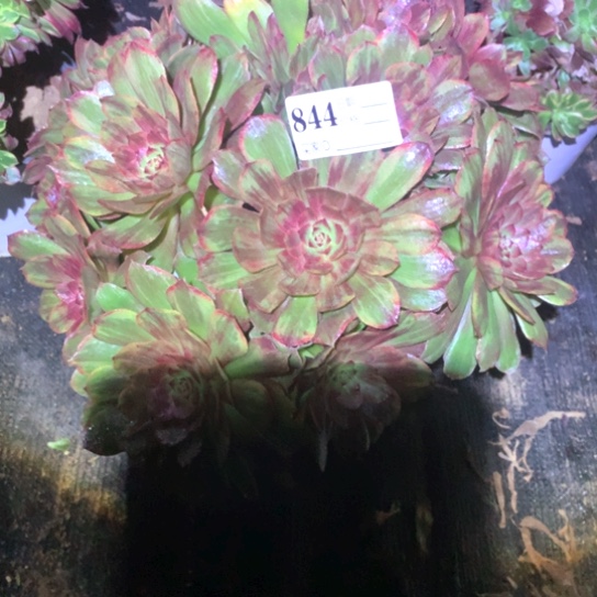 多肉植物红拉丝844