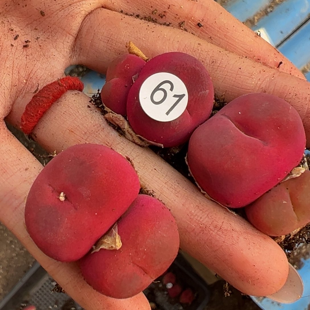 多肉植物111111111111111科