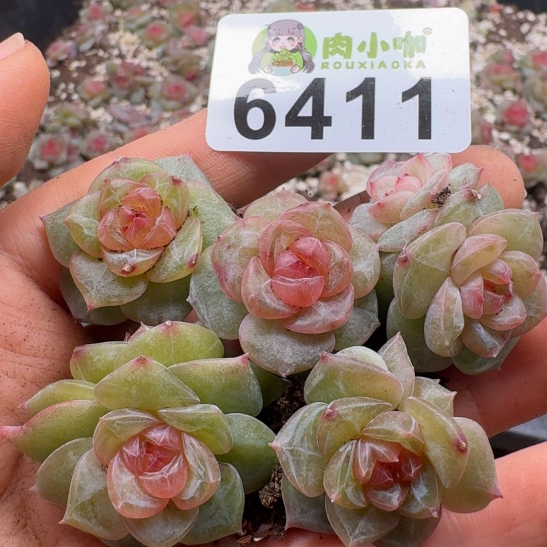 多肉植物多肉植物