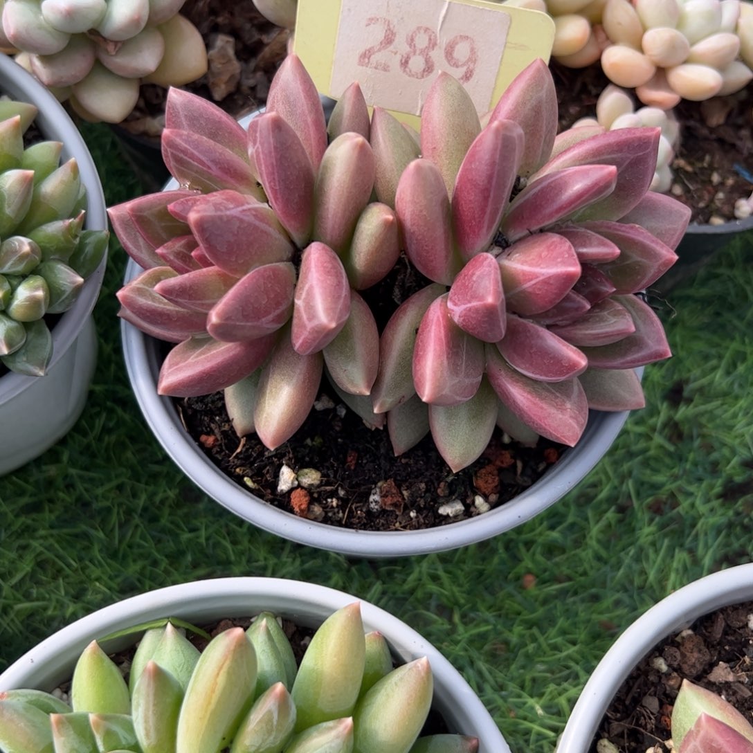 迷雾泡泡多肉植物