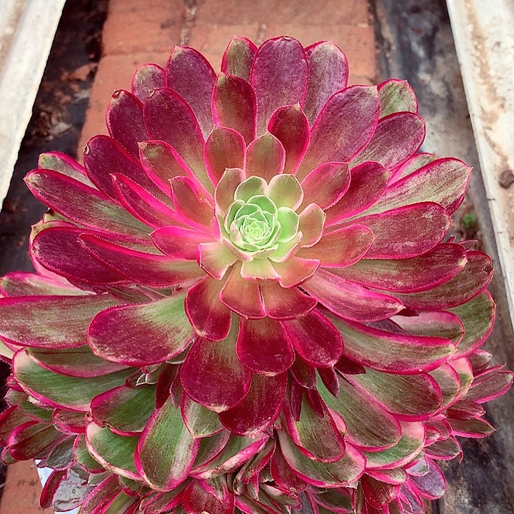 孔雀翎，多肉植物