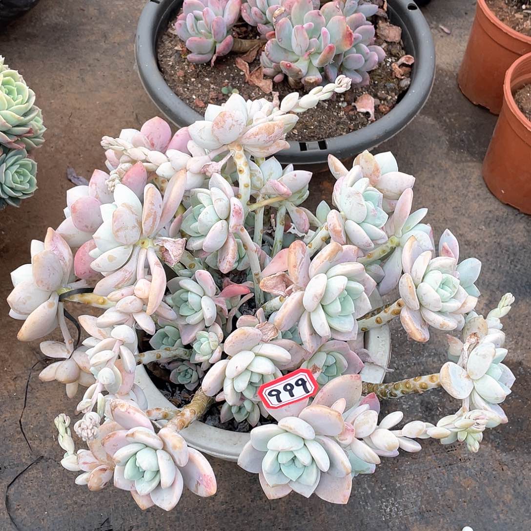 999露凝香 一物一拍多肉