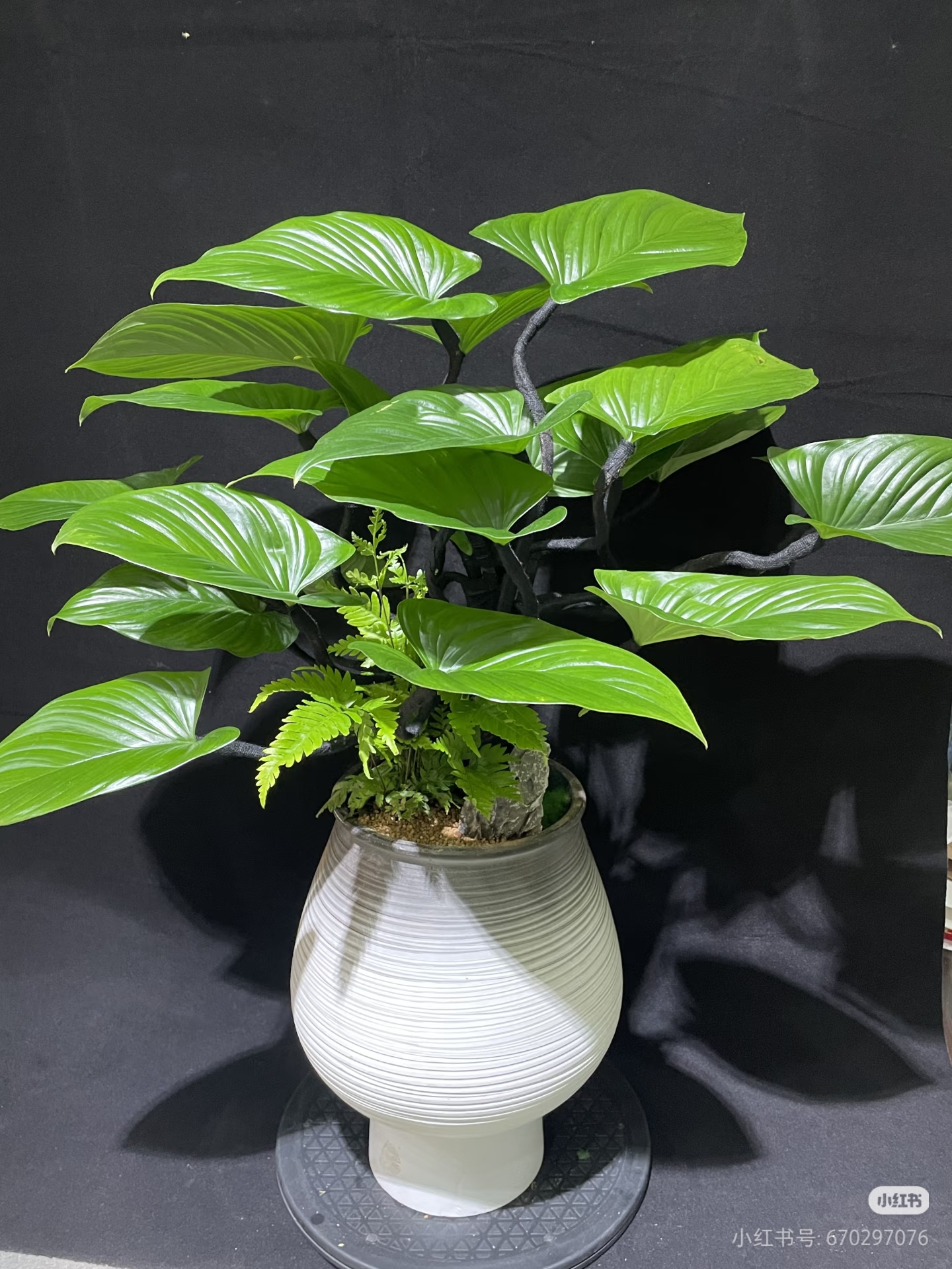 绿芙蓉苔藓球绿植盆栽盆景室内绿植一物摆件一拍