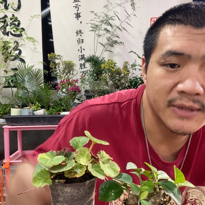 我***撩以实际为准盆景盆栽绿植68