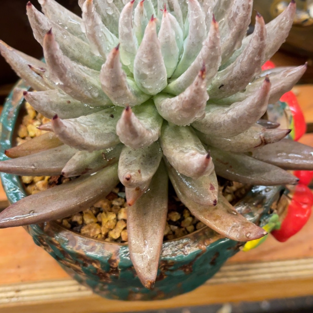 小****836868686868688686